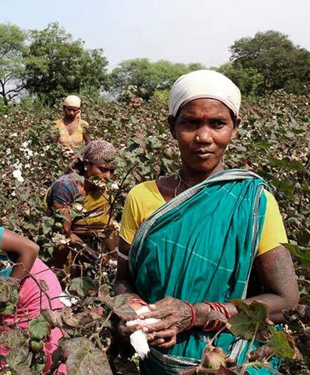 inset-cotton.jpg