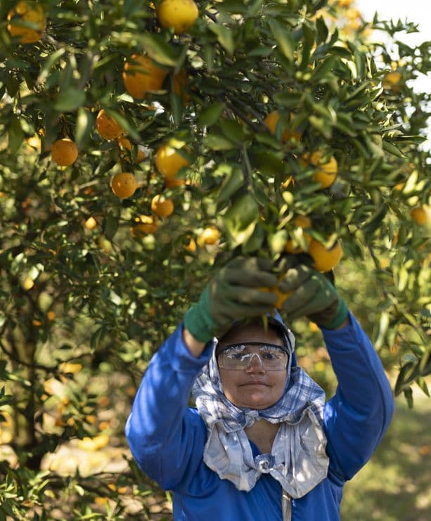 inset-fruit-live.jpg