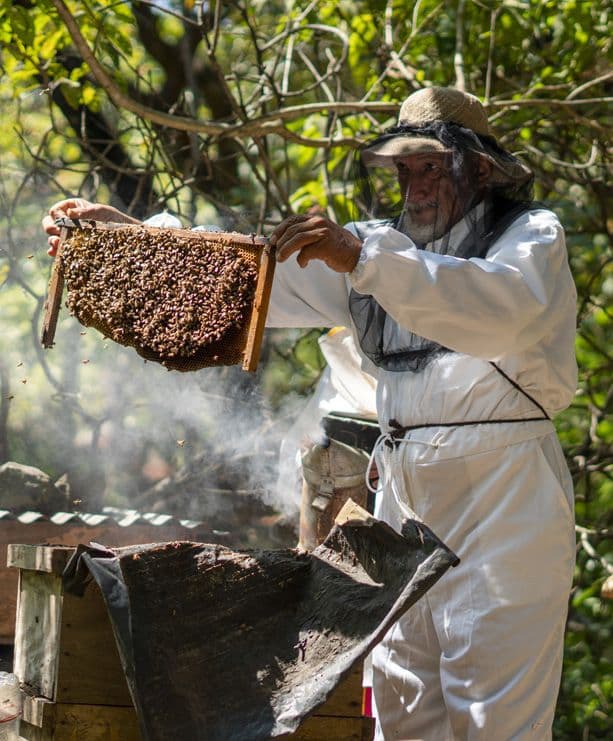 inset-honey-live.jpg