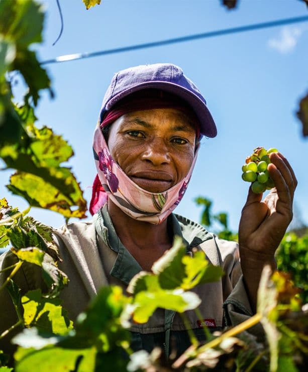 inset-wine-grapes.jpg